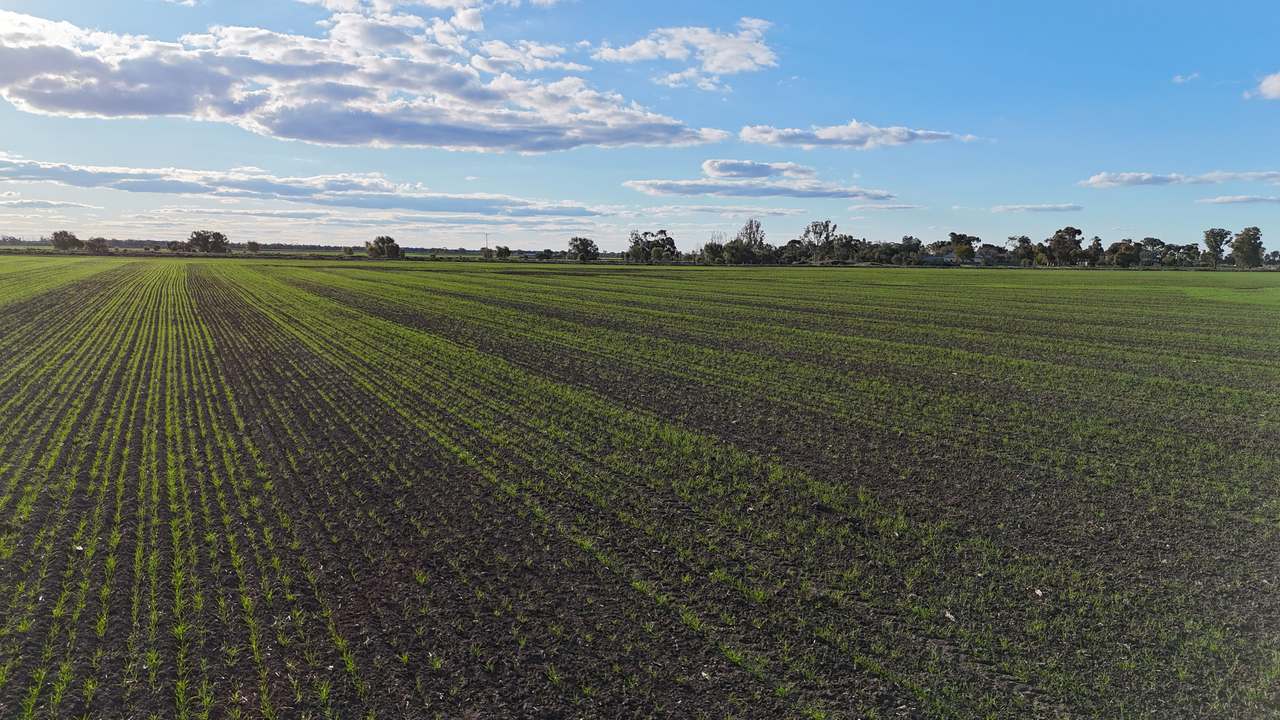 Farm 205 Fairlie Grange Road, Coleambally For Sale by Farmbuy.com - image 23