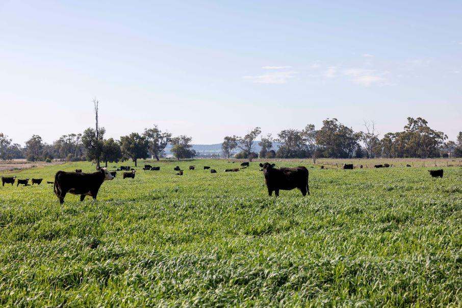 607 Fairfield Road, WILLALA Sold by Farmbuy.com - image 8