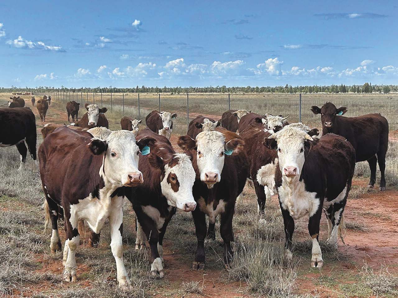 2538 Unity Road, St George Auction by Farmbuy.com - image 2