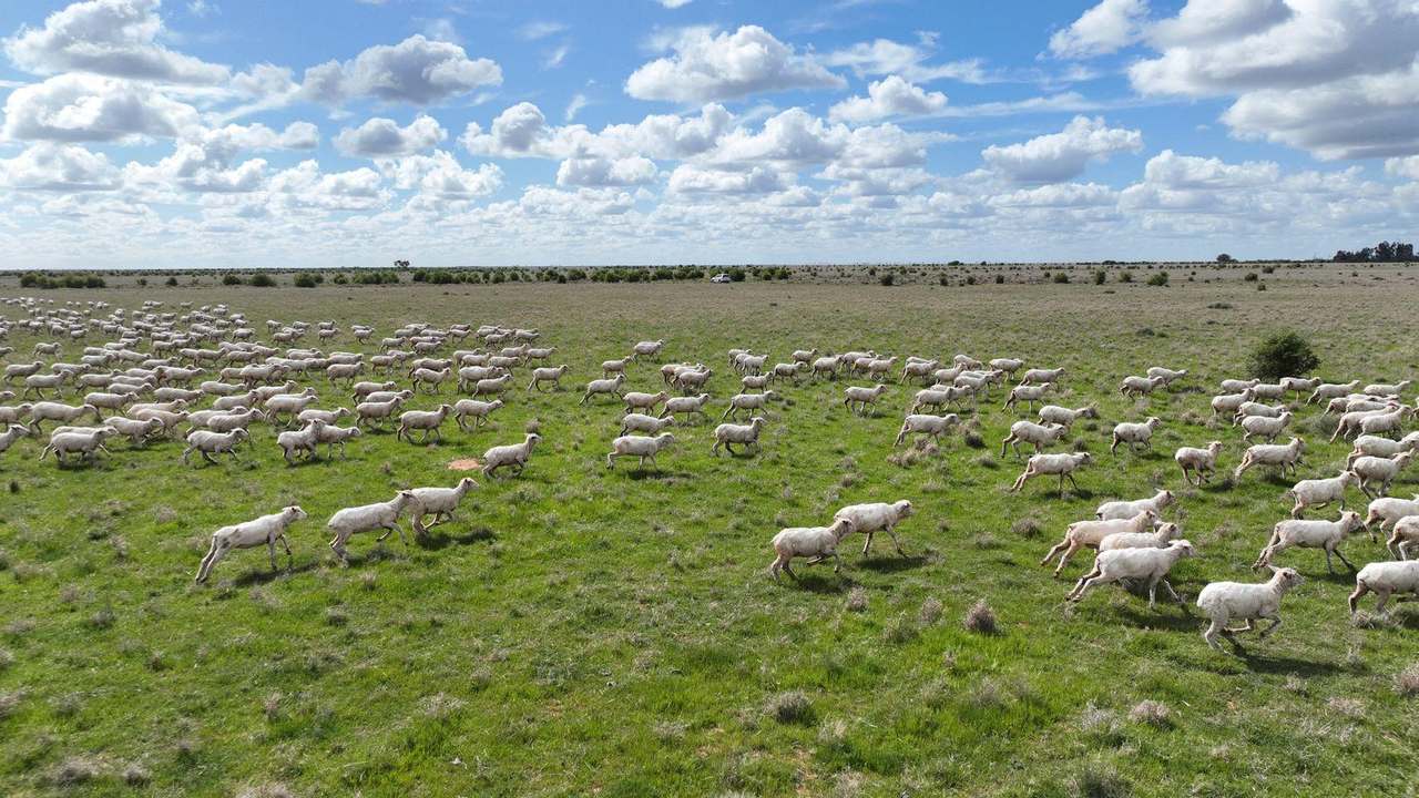 Carrathool Road, Carrathool Auction by Farmbuy.com - image 14