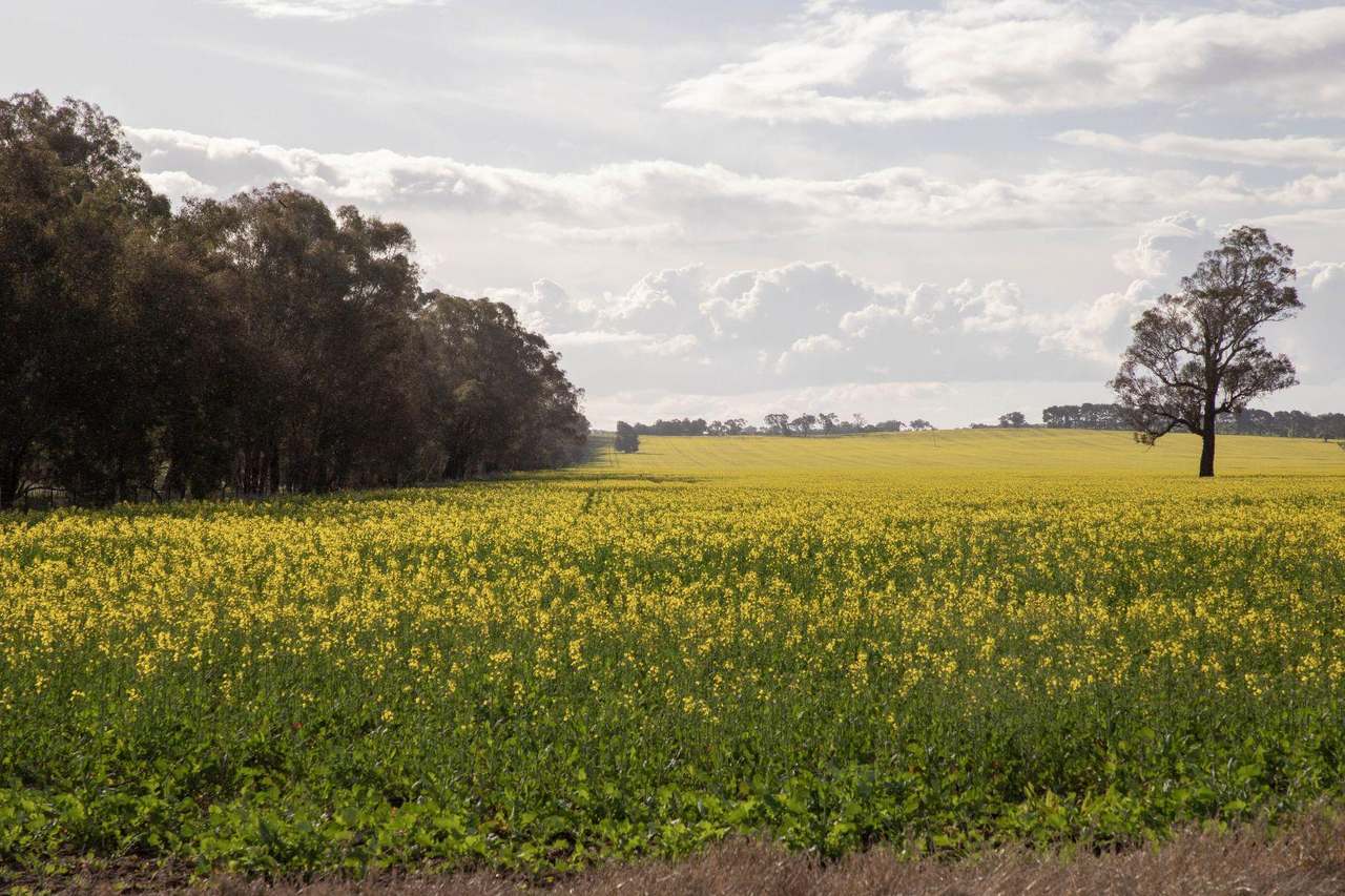 85 Marrar South Road, Downside  For Sale by Farmbuy.com - image 22