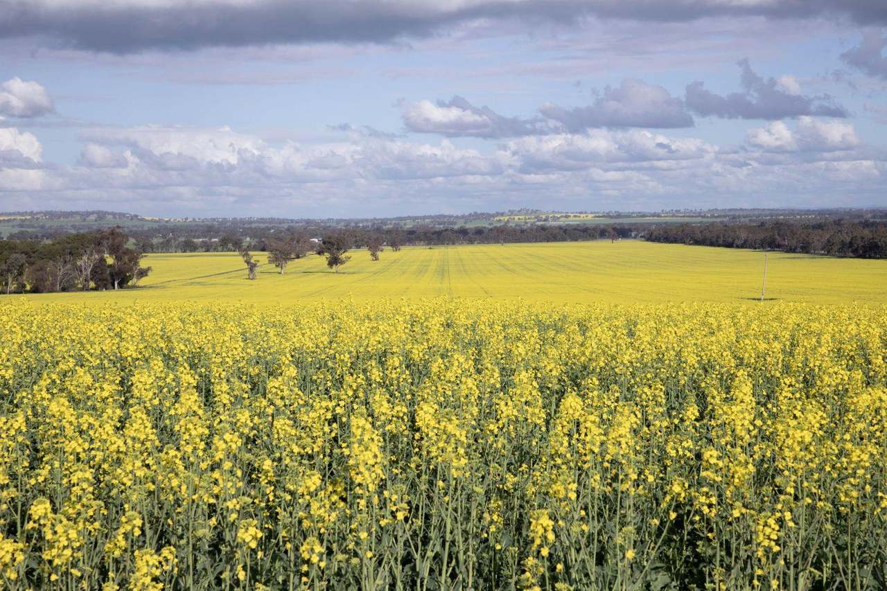 85 Marrar South Road, Downside  For Sale by Farmbuy.com - image 19