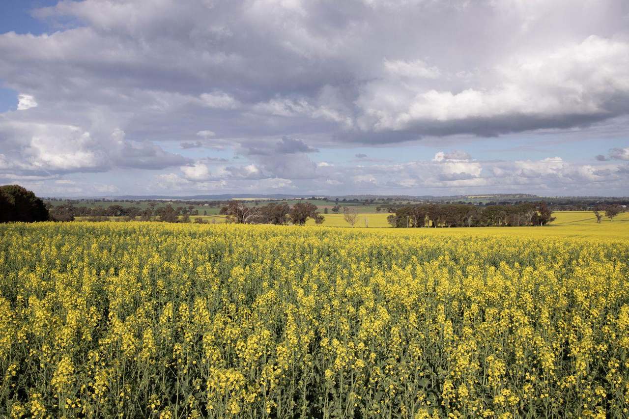 85 Marrar South Road, Downside  For Sale by Farmbuy.com - image 20