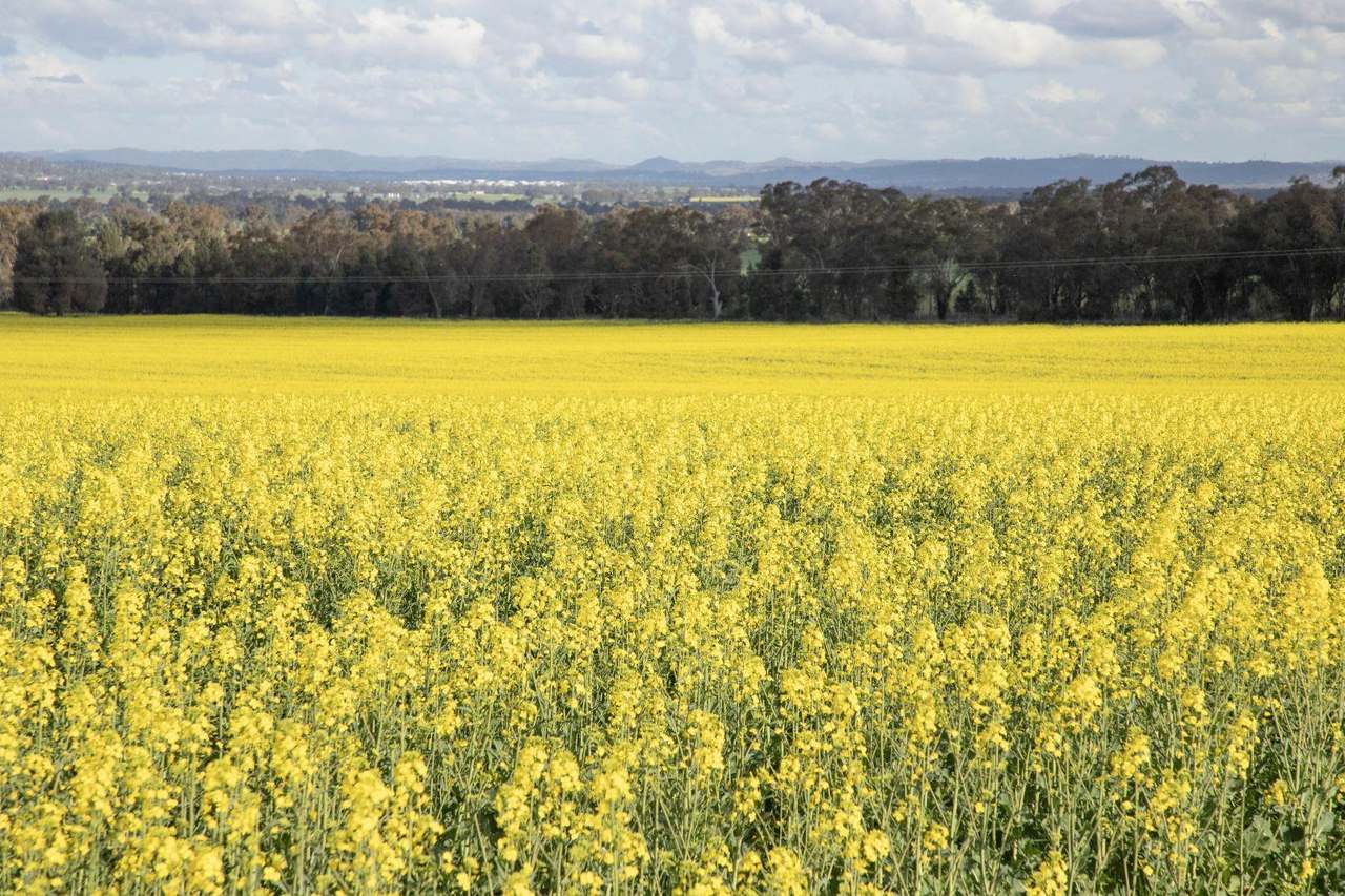85 Marrar South Road, Downside  For Sale by Farmbuy.com - image 21