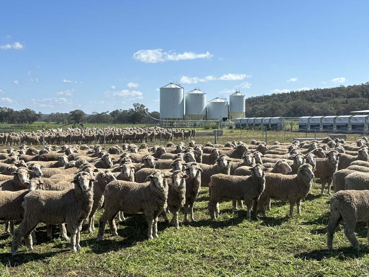 1717 Lockerbie Road , Dunedoo Sold by Farmbuy.com - image 14