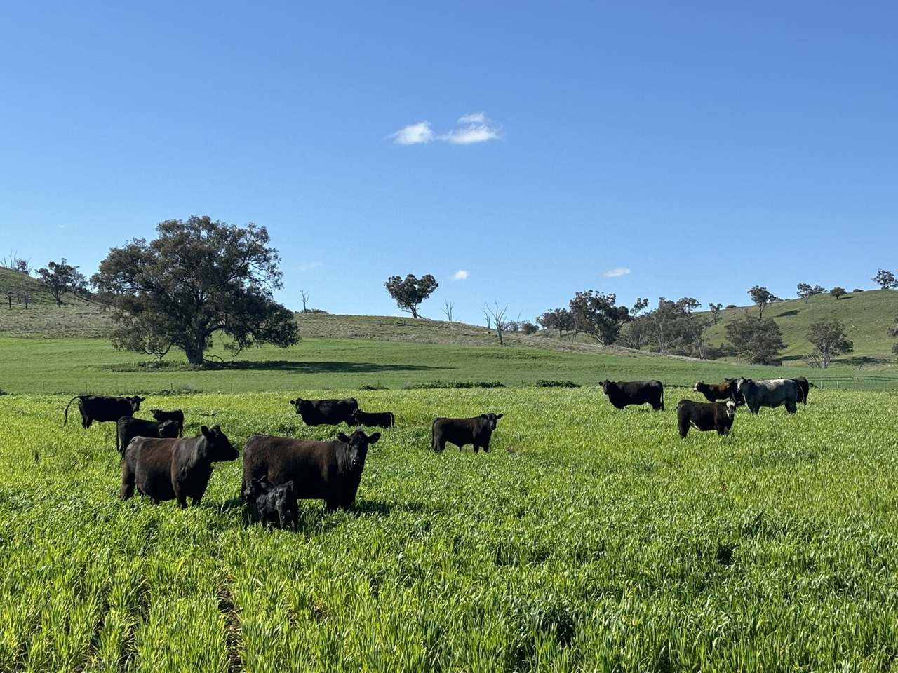 1717 Lockerbie Road , Dunedoo Sold by Farmbuy.com - image 12