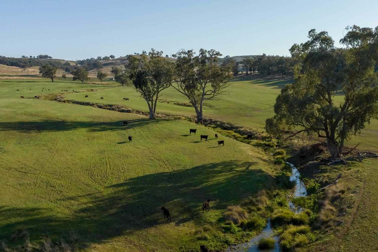 1717 Lockerbie Road , Dunedoo Sold by Farmbuy.com - image 16