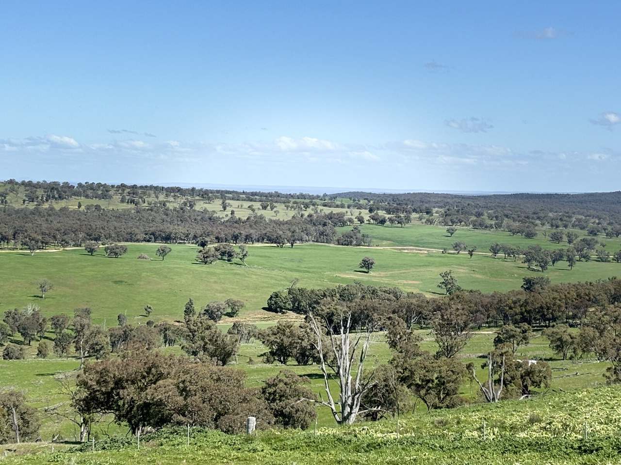 1717 Lockerbie Road , Dunedoo Sold by Farmbuy.com - image 3