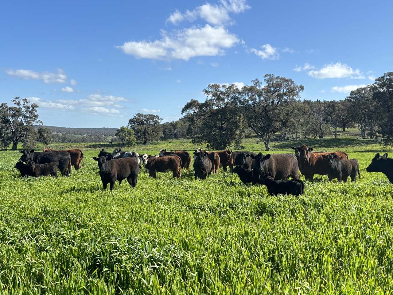 1717 Lockerbie Road , Dunedoo Sold by Farmbuy.com - image 11