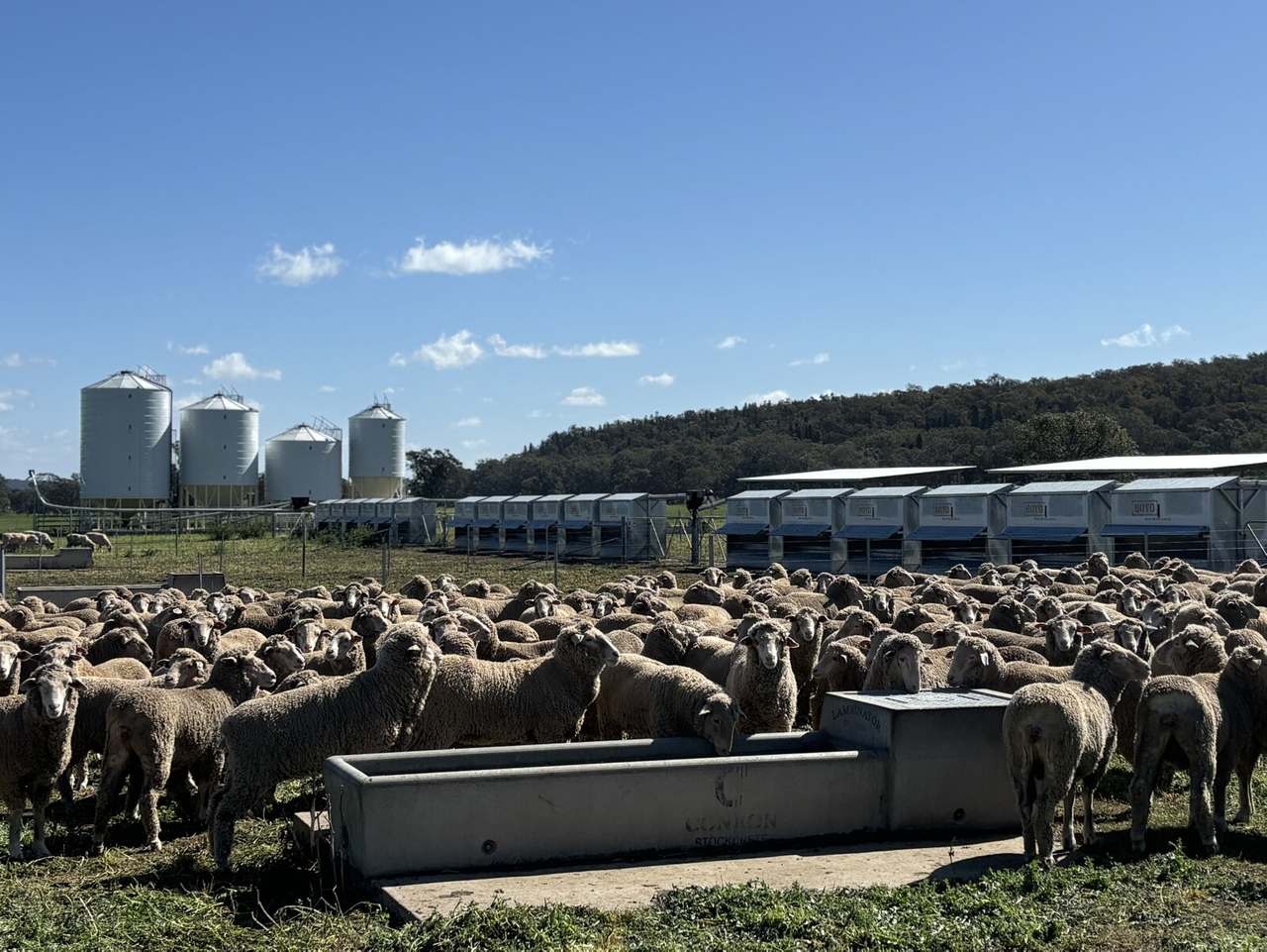 1717 Lockerbie Road , Dunedoo Sold by Farmbuy.com - image 15