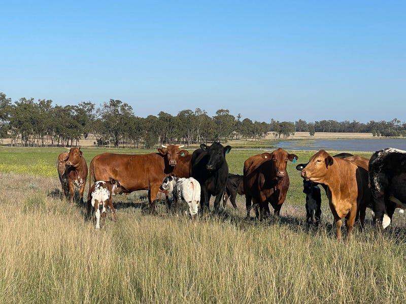 161 Sweedman Road, Millmerran For Sale by Farmbuy.com - image 6