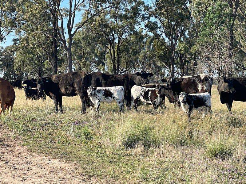 161 Sweedman Road, Millmerran For Sale by Farmbuy.com - image 7
