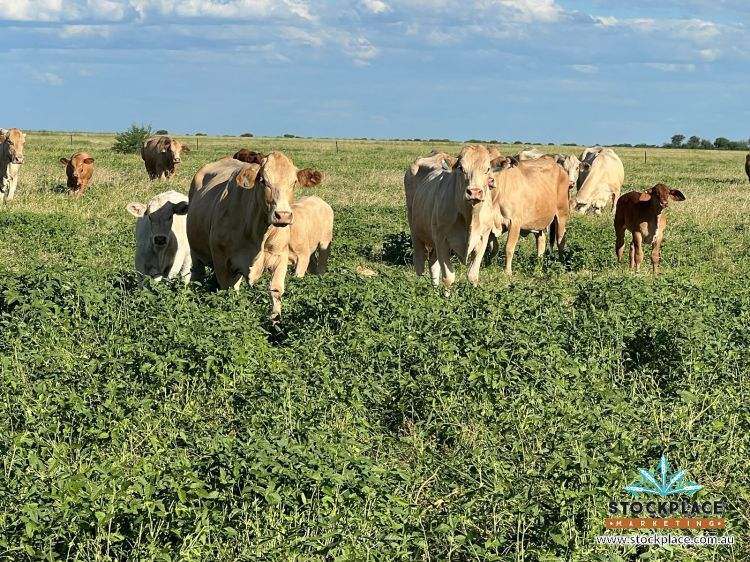 "HELEN DOWNS", Julia Creek For Sale by Farmbuy.com - image 10