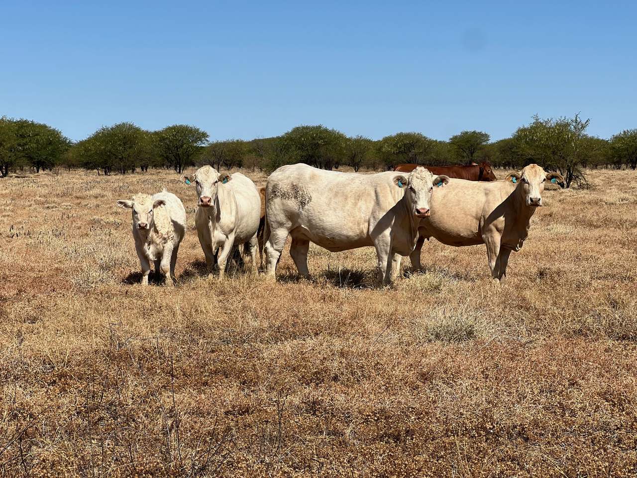 "HELEN DOWNS", Julia Creek For Sale by Farmbuy.com - image 2
