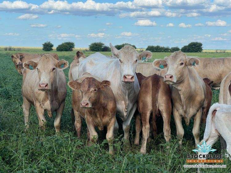 "HELEN DOWNS", Julia Creek For Sale by Farmbuy.com - image 1