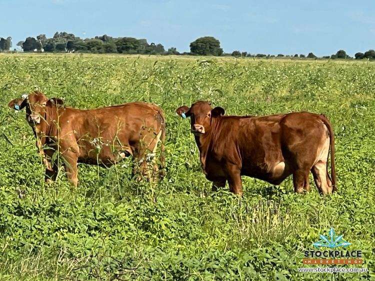 "HELEN DOWNS", Julia Creek For Sale by Farmbuy.com - image 3