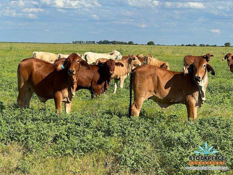 "HELEN DOWNS", Julia Creek For Sale by Farmbuy.com - image 5