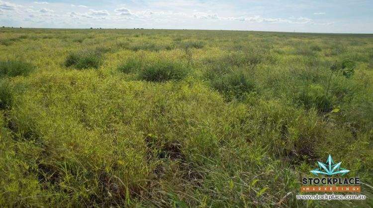 "HELEN DOWNS", Julia Creek For Sale by Farmbuy.com - image 6