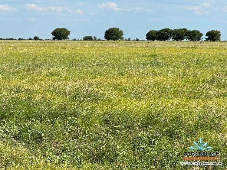 "HELEN DOWNS", Julia Creek For Sale by Farmbuy.com - image 4