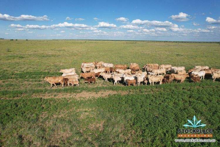"HELEN DOWNS", Julia Creek For Sale by Farmbuy.com - image 8