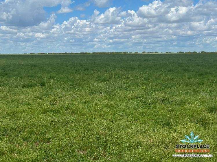 "HELEN DOWNS", Julia Creek For Sale by Farmbuy.com - image 2