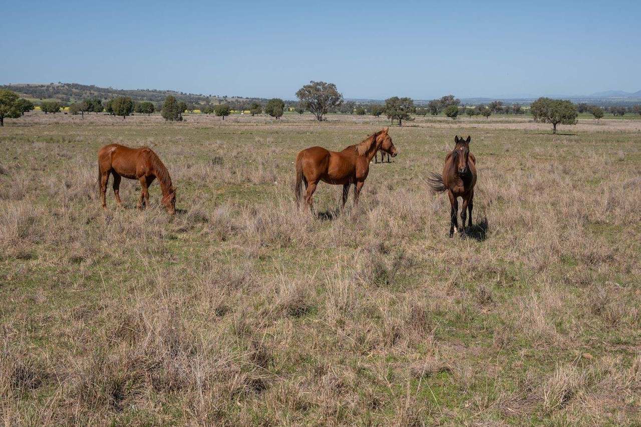 449 Perrings Road, Somerton For Sale by Farmbuy.com - image 30