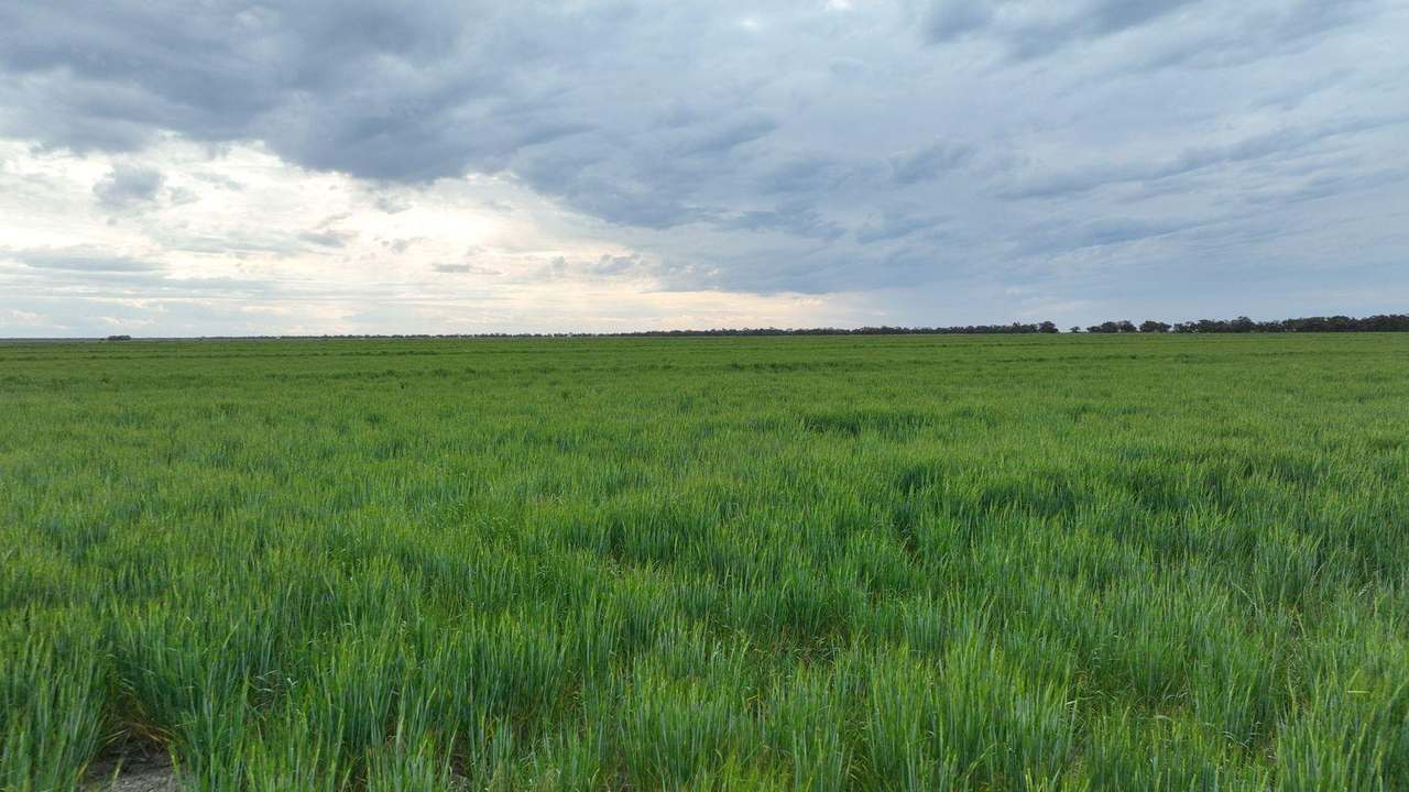 Pretty Pine Road, Deniliquin For Lease by Farmbuy.com - image 5