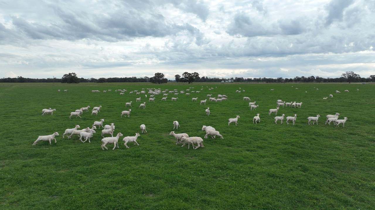 Pretty Pine Road, Deniliquin For Lease by Farmbuy.com - image 20