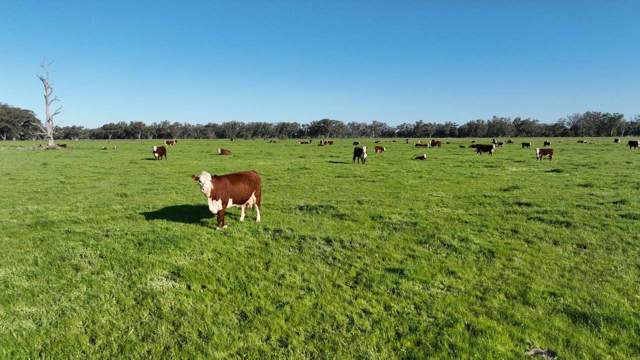 465 Woodyards Road, Tocumwal Expressions of Interest by Farmbuy.com - image 7