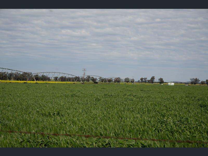 Yeronga, Geurie Auction by Farmbuy.com - image 7