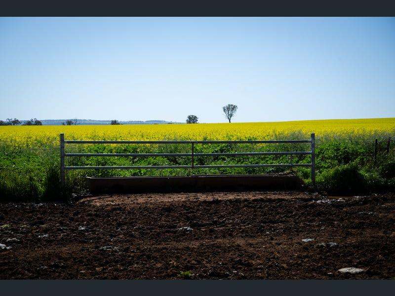 Yeronga, Geurie Auction by Farmbuy.com - image 14
