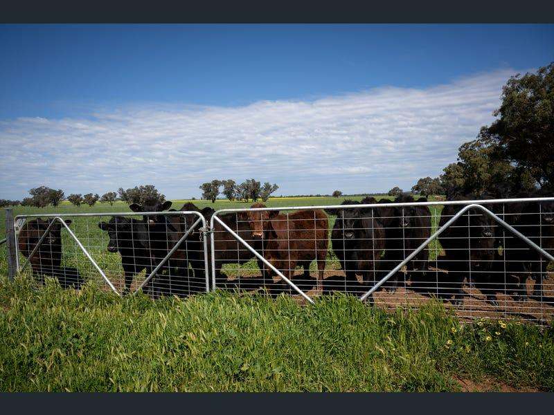 Yeronga, Geurie Auction by Farmbuy.com - image 27