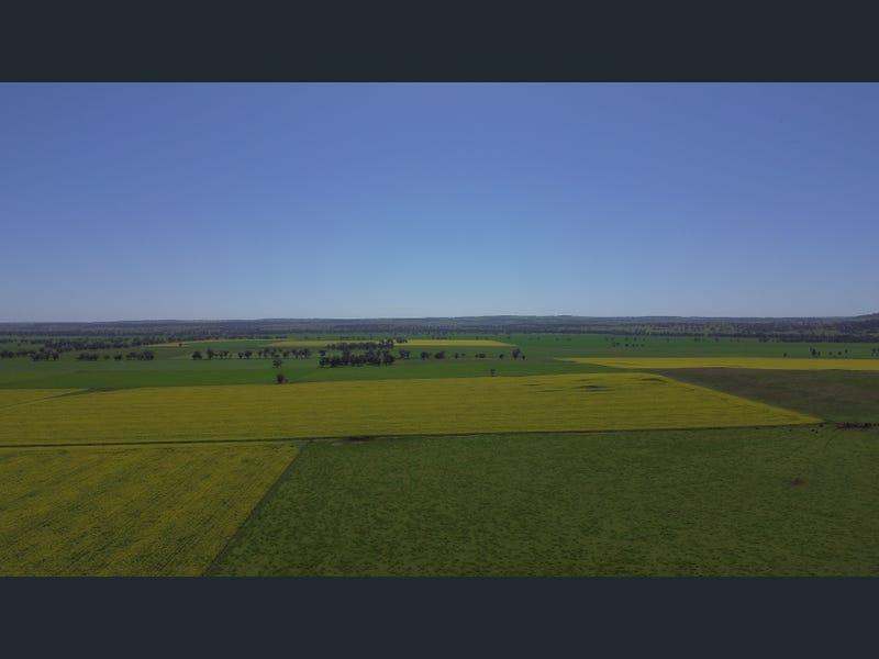Yeronga, Geurie Auction by Farmbuy.com - image 29