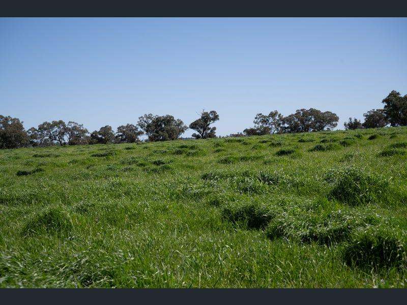 Yeronga, Geurie Auction by Farmbuy.com - image 12
