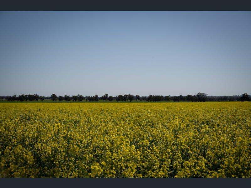 Yeronga, Geurie Auction by Farmbuy.com - image 15