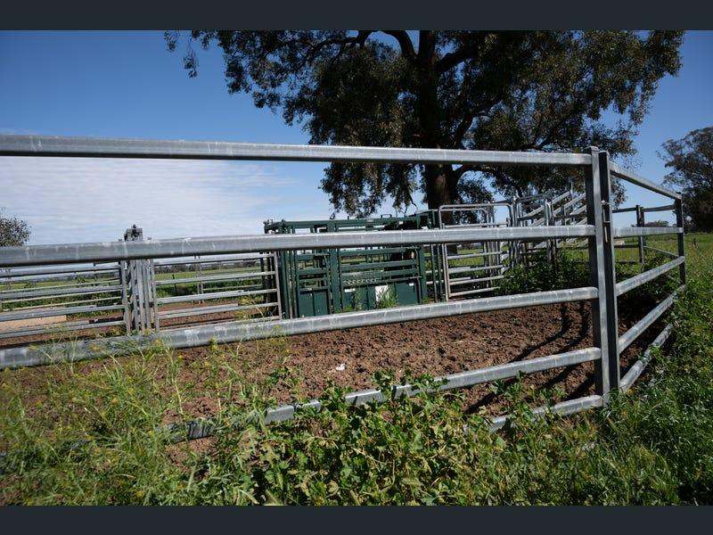 Yeronga, Geurie Auction by Farmbuy.com - image 33