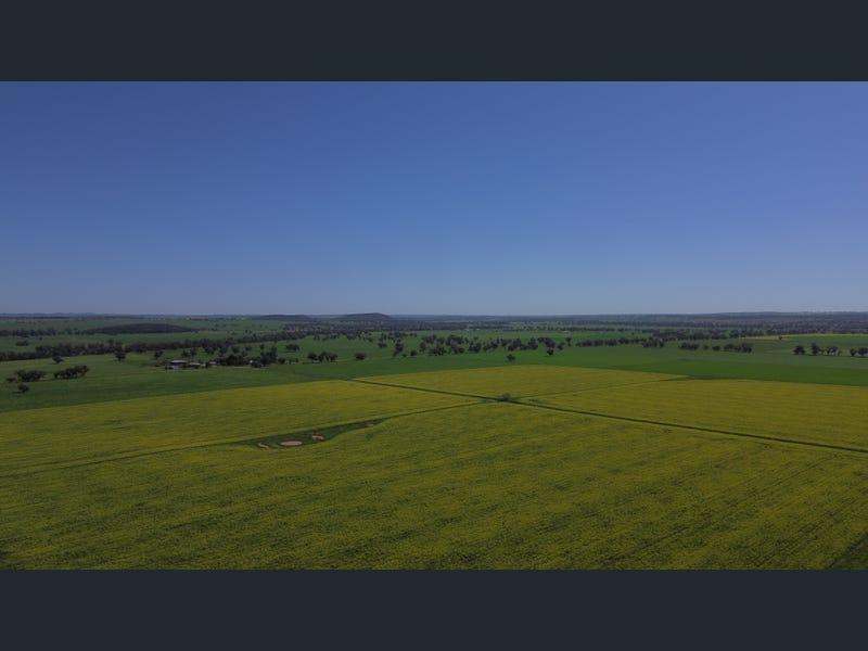 Yeronga, Geurie Auction by Farmbuy.com - image 31