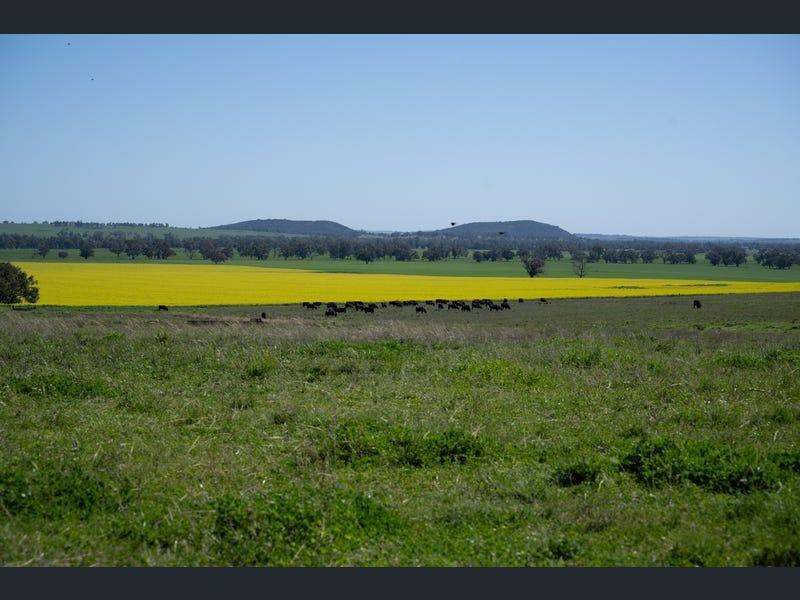 Yeronga, Geurie Auction by Farmbuy.com - image 3