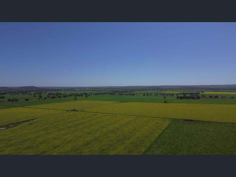 Yeronga, Geurie Auction by Farmbuy.com - image 28