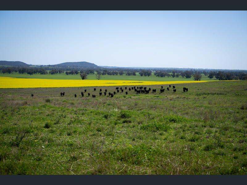 Yeronga, Geurie Auction by Farmbuy.com - image 18