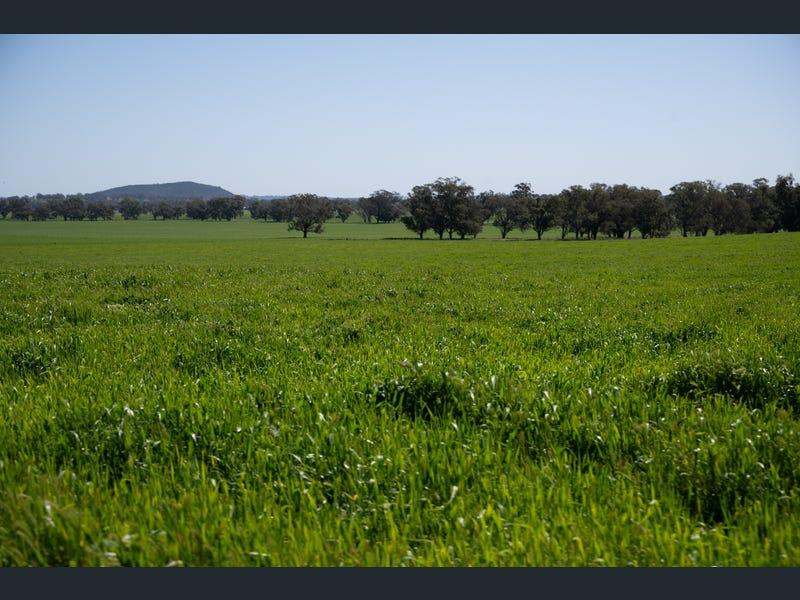 Yeronga, Geurie Auction by Farmbuy.com - image 20