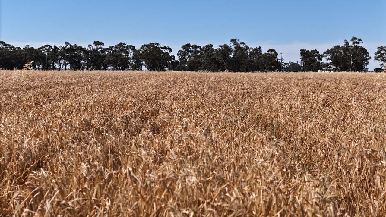 1354 Main Canal Road, Coleambally For Sale by Farmbuy.com - image 15