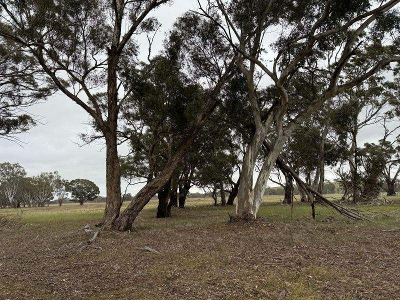 Stawell-Avoca Road, Greens Creek Sold by Farmbuy.com - image 6