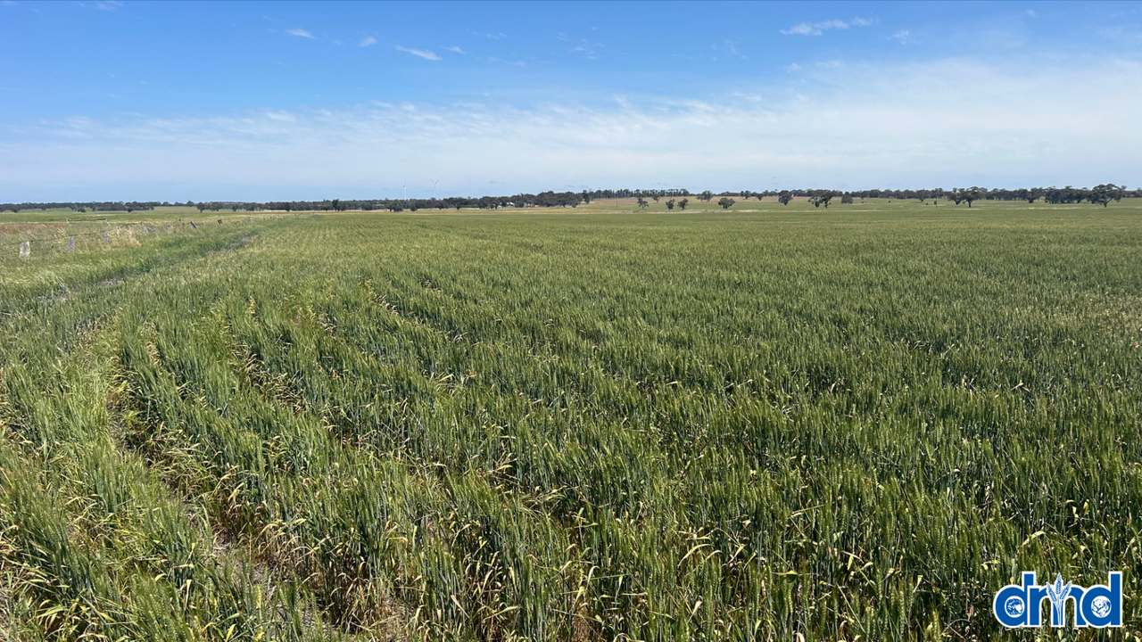 Diapur-Yanac Road, Nhill Expressions of Interest by Farmbuy.com - image 10