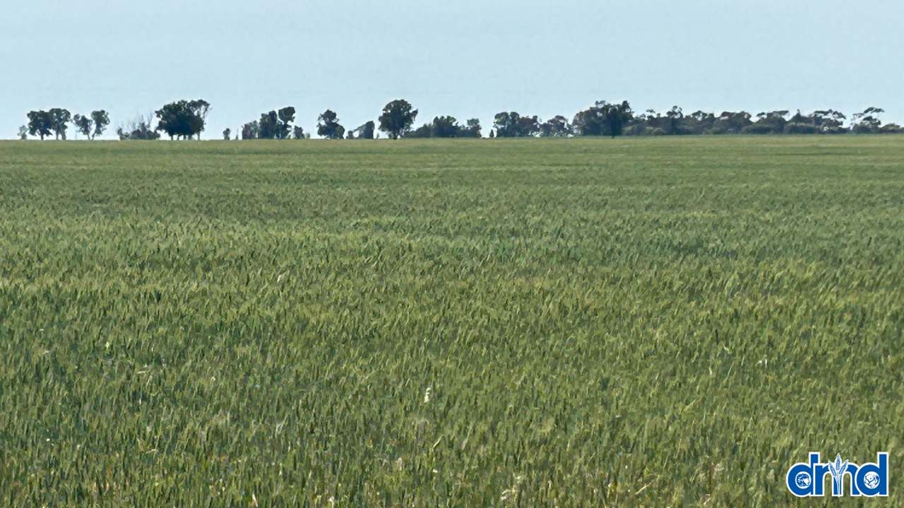 Diapur-Yanac Road, Nhill Expressions of Interest by Farmbuy.com - image 13