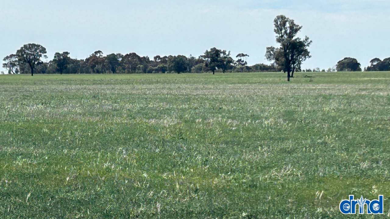 Diapur-Yanac Road, Nhill Expressions of Interest by Farmbuy.com - image 14