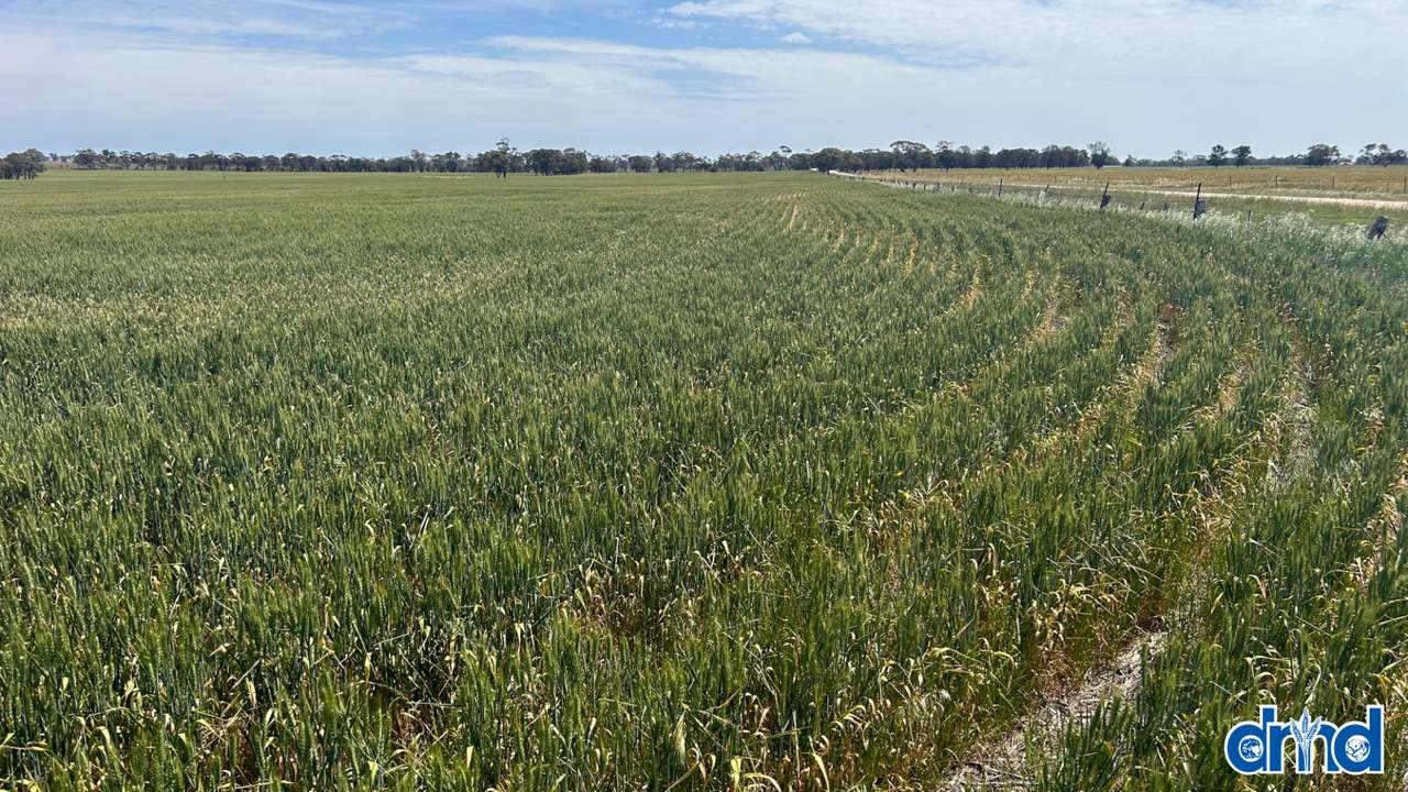 Diapur-Yanac Road, Nhill Expressions of Interest by Farmbuy.com - image 11