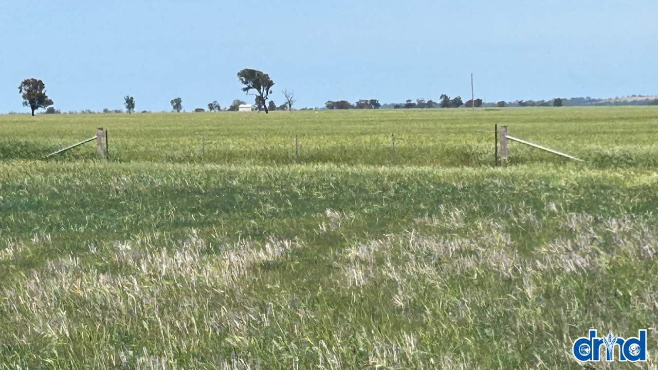 Diapur-Yanac Road, Nhill Expressions of Interest by Farmbuy.com - image 15