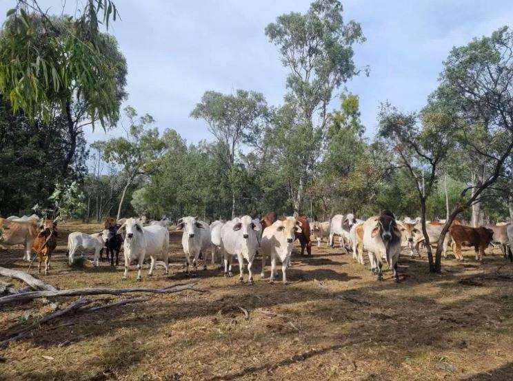 Hughenden  For Sale by Farmbuy.com - image 6