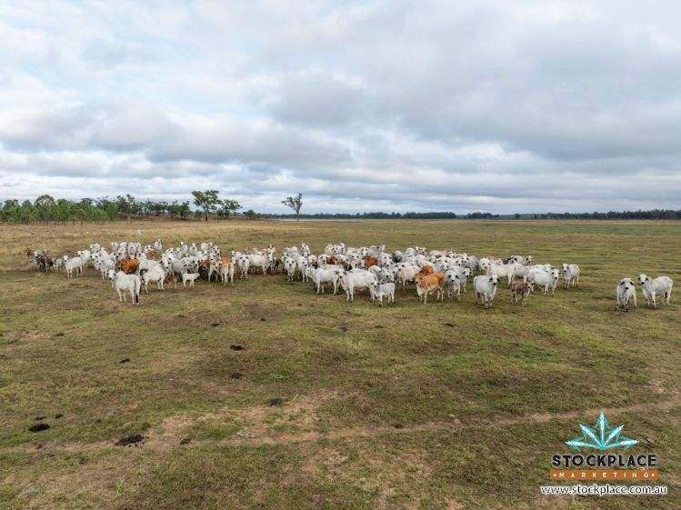 Station, CHARTERS TOWERS For Sale by Farmbuy.com - image 4
